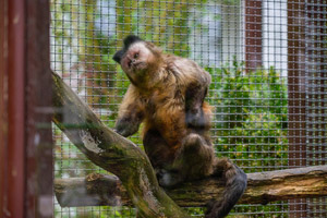 Affe Tropenhaus Bansin